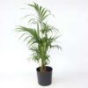 Howea Forsteriana - Kentiapalm - Xl Kamerplant