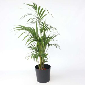 Howea Forsteriana - Kentiapalm - Xl Kamerplant
