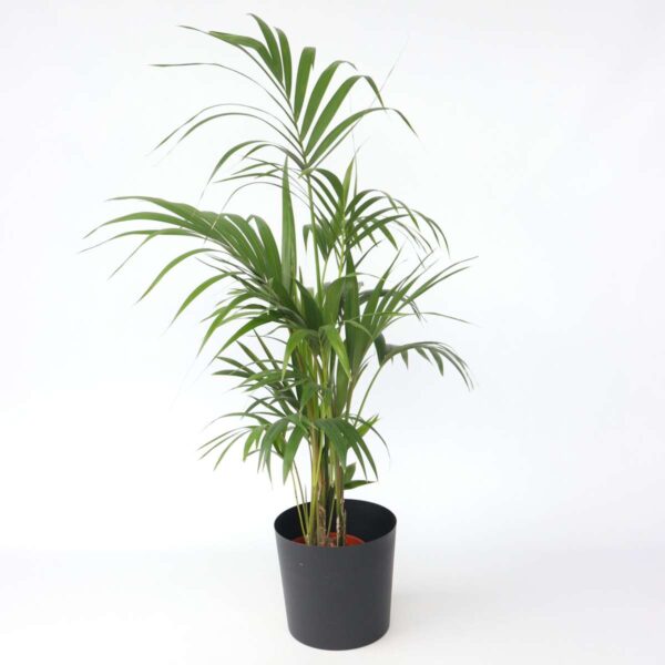 Howea Forsteriana - Kentiapalm - Xl Kamerplant