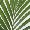 Howea Forsteriana - Kentiapalm - Xl Kamerplant – Image 10