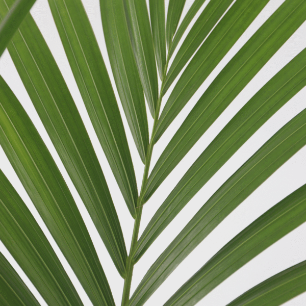 Howea Forsteriana - Kentiapalm - Xl Kamerplant – Image 10