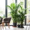 Howea Forsteriana - Kentiapalm - Xl Kamerplant – Image 2