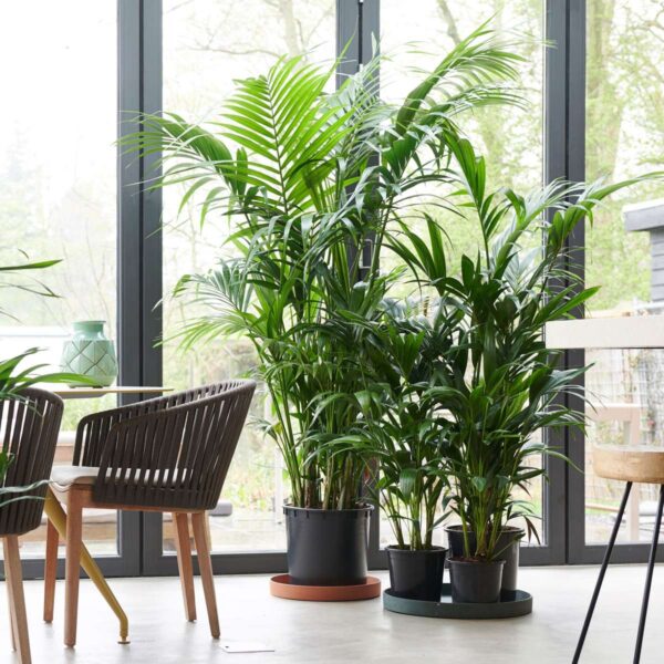 Howea Forsteriana - Kentiapalm - Xl Kamerplant – Image 2