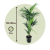 Howea Forsteriana - Kentiapalm - Xl Kamerplant – Image 3