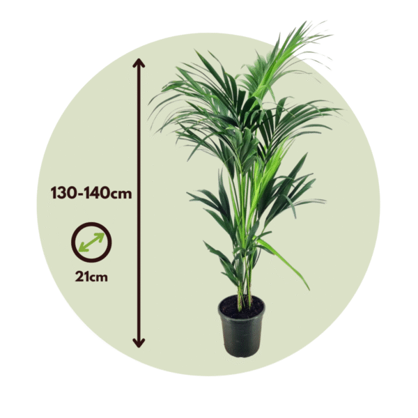 Howea Forsteriana - Kentiapalm - Xl Kamerplant – Image 3