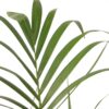 Howea Forsteriana - Kentiapalm - Xl Kamerplant – Image 4