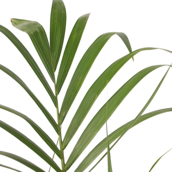 Howea Forsteriana - Kentiapalm - Xl Kamerplant – Image 4