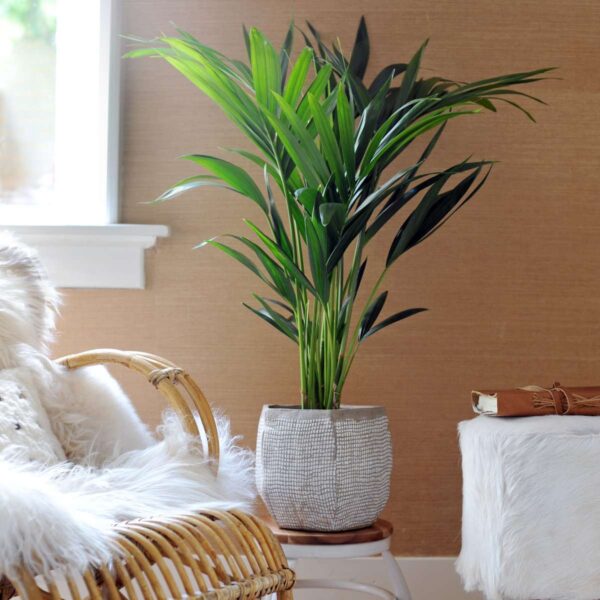 Howea Forsteriana - Kentiapalm - Xl Kamerplant – Image 5