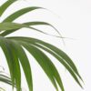 Howea Forsteriana - Kentiapalm - Xl Kamerplant – Image 6