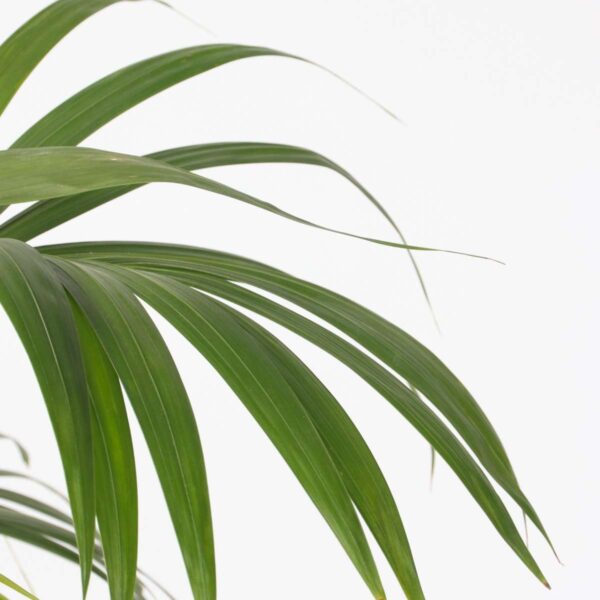 Howea Forsteriana - Kentiapalm - Xl Kamerplant – Image 6