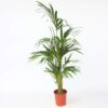 Howea Forsteriana - Kentiapalm - Xl Kamerplant – Image 7