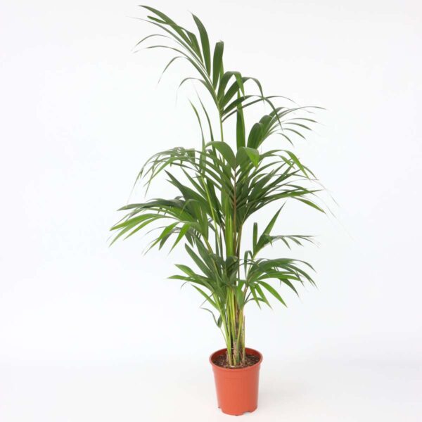 Howea Forsteriana - Kentiapalm - Xl Kamerplant – Image 7