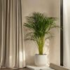 Howea Forsteriana - Kentiapalm - Xl Kamerplant – Image 8