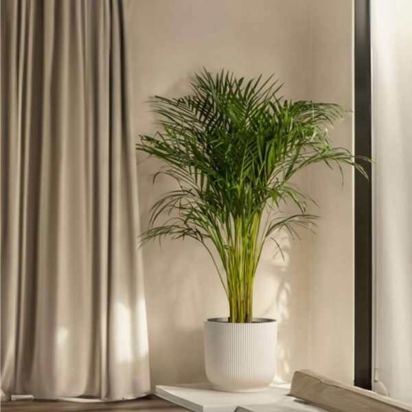 Howea Forsteriana - Kentiapalm - Xl Kamerplant – Image 8