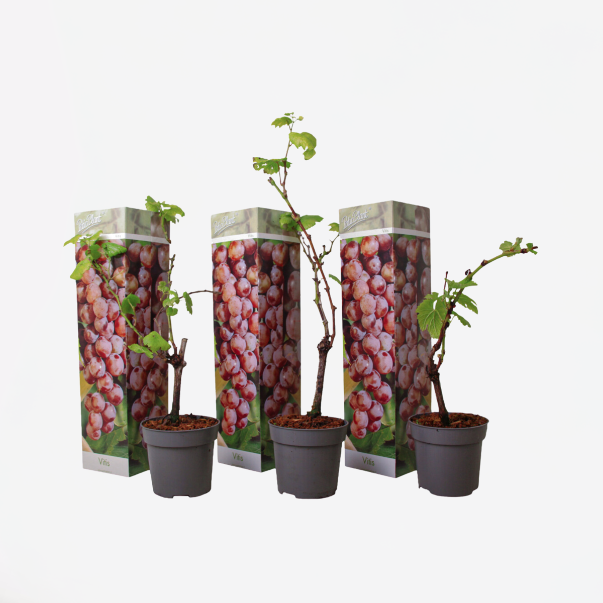 Druivenplanten – Set Van 3 – Vitis Vinifera – Rood