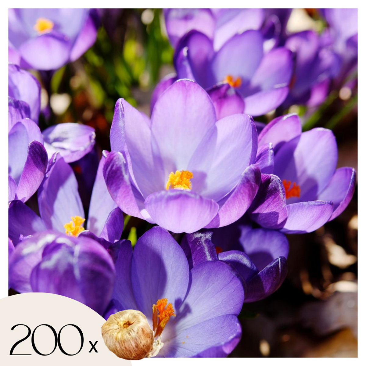 Crocus Ruby Giant – Set de 200 – offre dingue
