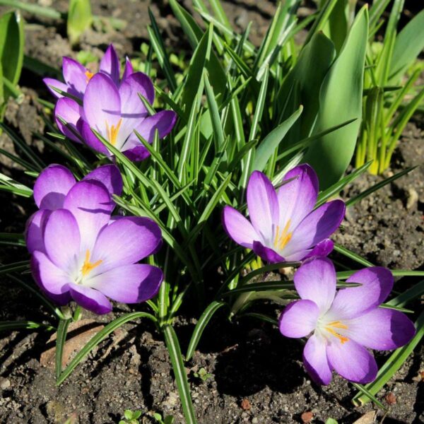 Crocus Ruby Giant - Set de 200 - offre dingue – Image 2