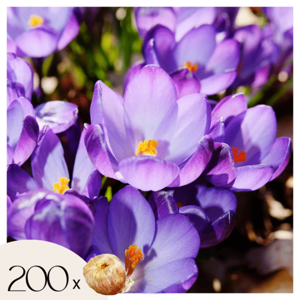 Crocus Ruby Giant - Set de 200 - offre dingue – Image 7