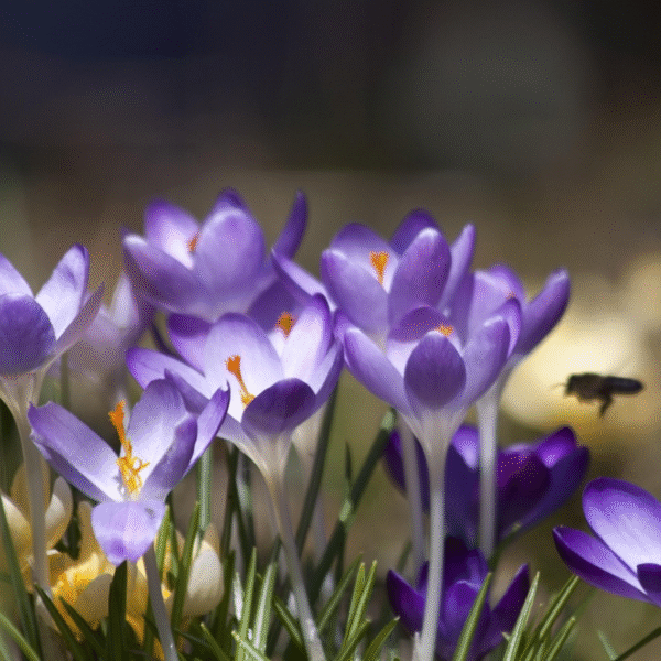 Crocus Ruby Giant - Set de 200 - offre dingue – Image 8