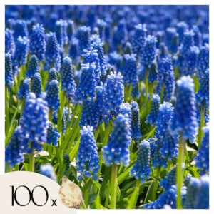 Muscari - 100 bulbes