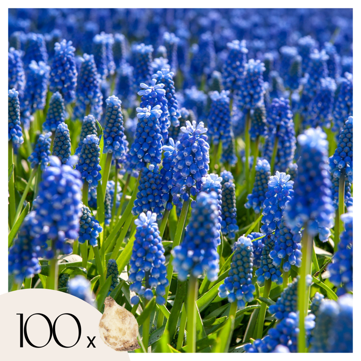 Muscari – 100 bulbes