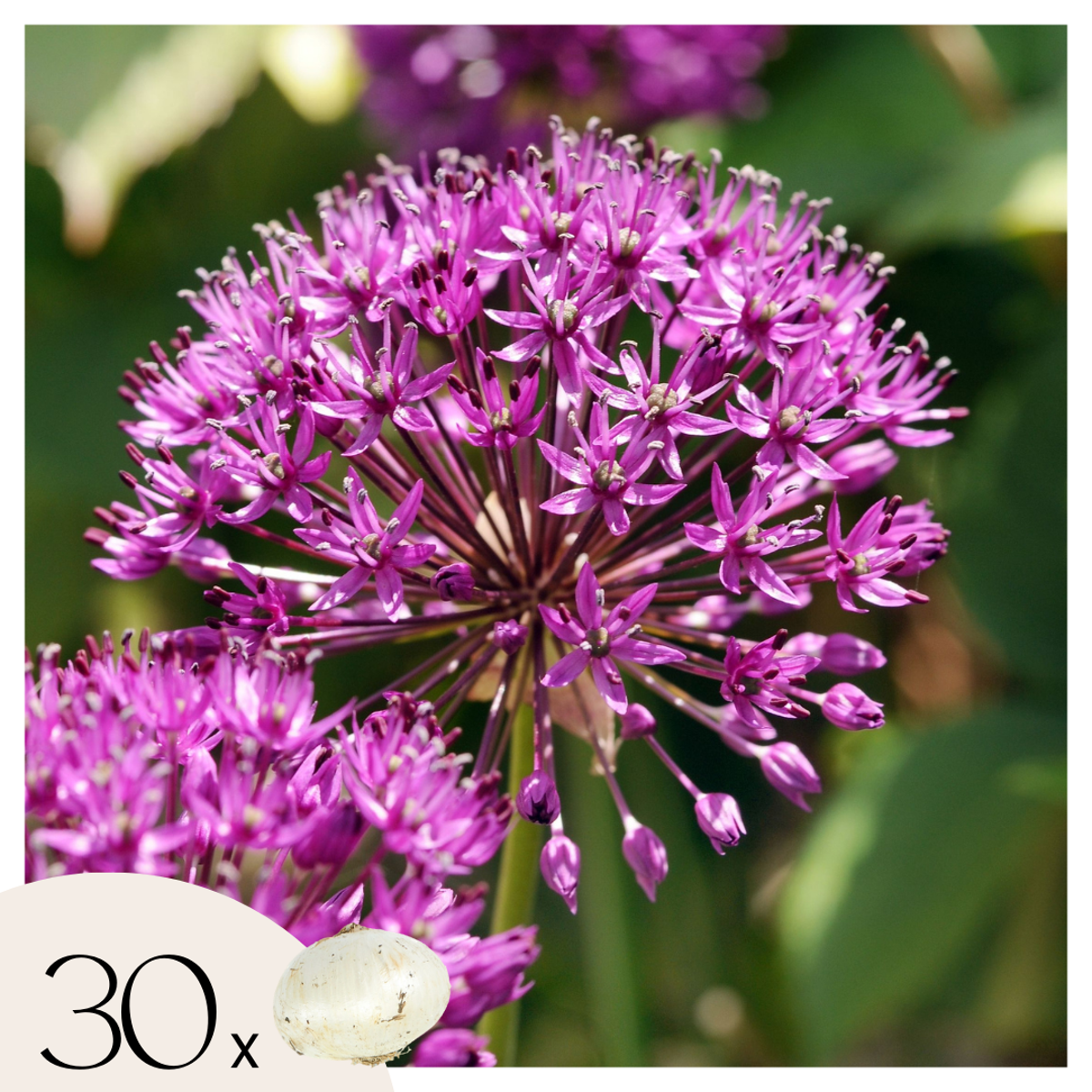 Allium Purple Sensation – Set de 30pc