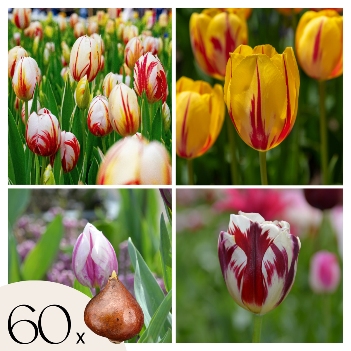 Tulipes mix ‘Flaming Beauty’ – Set de 60
