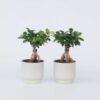 Ficus Ginseng - Bonsai Japonais - Set de 2
