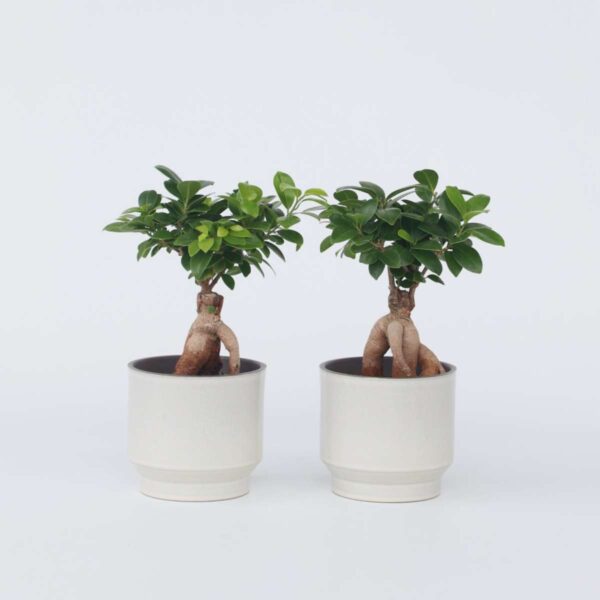 Ficus Ginseng - Bonsai Japonais - Set de 2