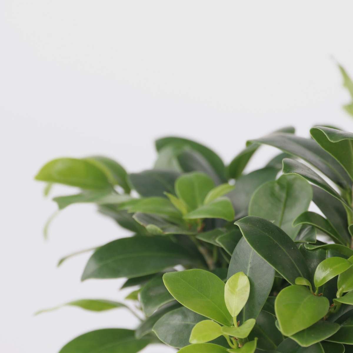 Ficus Ginseng - Bonsai Japonais - Set de 2 – Image 4