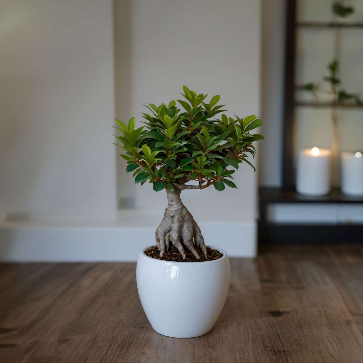 Ficus Ginseng - Bonsai Japonais - Set de 2 – Image 5