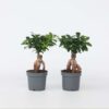Ficus Ginseng - Bonsai Japonais - Set de 2 – Image 7