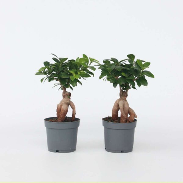 Ficus Ginseng - Bonsai Japonais - Set de 2 – Image 7