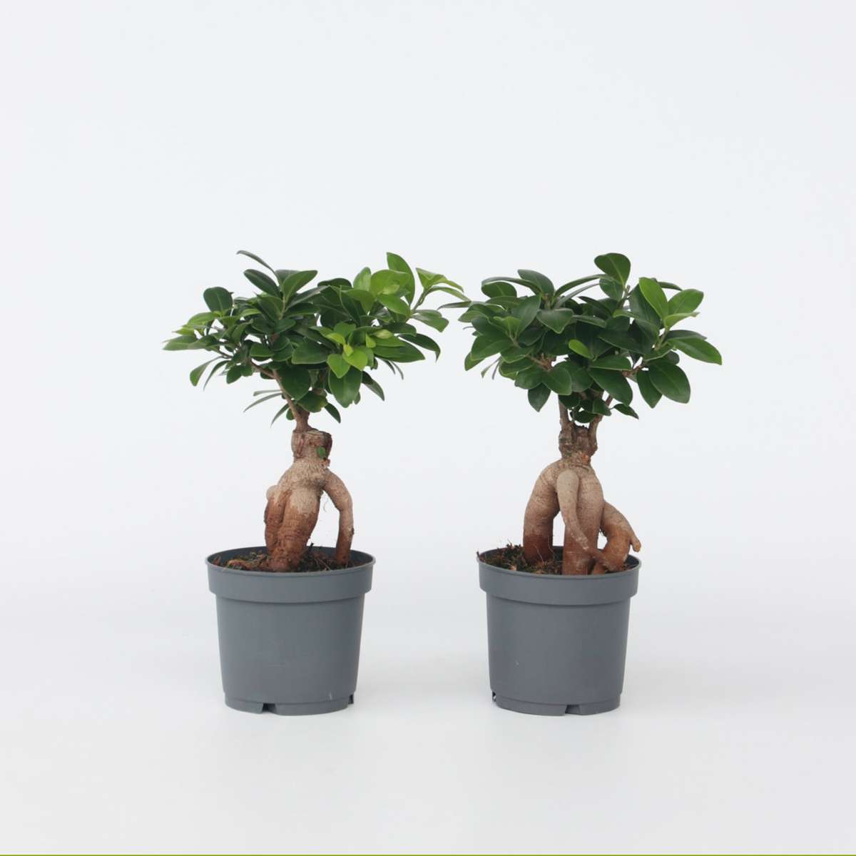 Ficus Ginseng - Bonsai Japonais - Set de 2 – Image 7