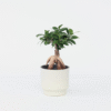 Ficus Ginseng - Bonsai Japonais
