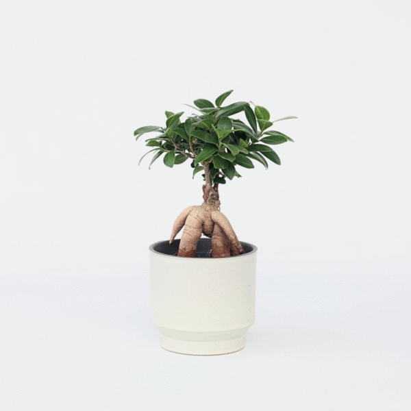 Ficus Ginseng - Bonsai Japonais