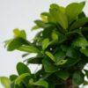 Ficus Ginseng - Bonsai Japonais – Image 10