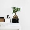 Ficus Ginseng - Bonsai Japonais – Image 2