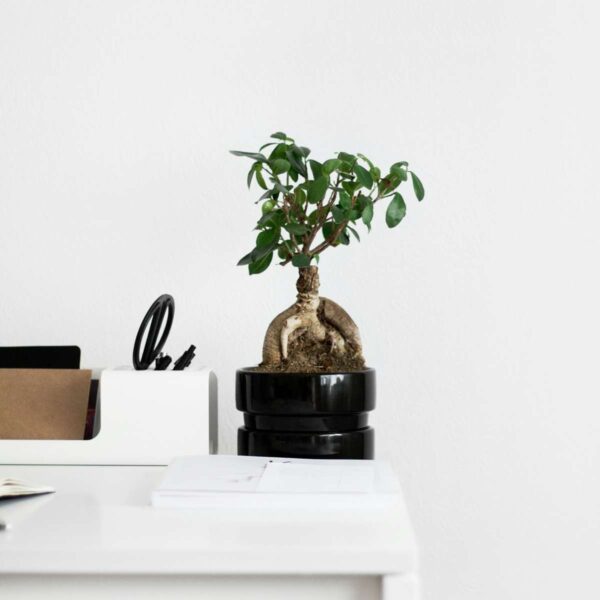 Ficus Ginseng - Bonsai Japonais – Image 2