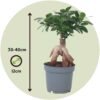Ficus Ginseng - Bonsai Japonais – Image 3