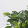 Ficus Ginseng - Bonsai Japonais – Image 4