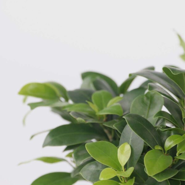 Ficus Ginseng - Bonsai Japonais – Image 4