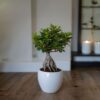 Ficus Ginseng - Bonsai Japonais – Image 5