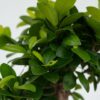 Ficus Ginseng - Bonsai Japonais – Image 6