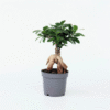 Ficus Ginseng - Bonsai Japonais – Image 7