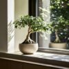 Ficus Ginseng - Bonsai Japonais – Image 9