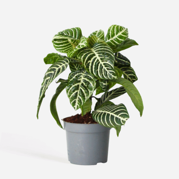 Aphelandra - Zebra plante ⬆️ 25 à 30cm