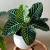 Aphelandra - Zebra plante ⬆️ 25 à 30cm – Image 2