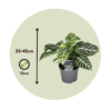 Aphelandra - Zebra plante ⬆️ 25 à 30cm – Image 3