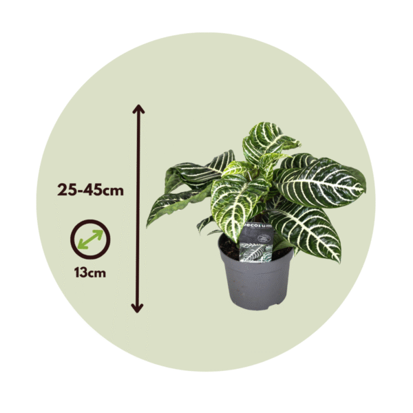 Aphelandra - Zebra plante ⬆️ 25 à 30cm – Image 3